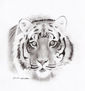 Tigre De Bengala by Deartist7