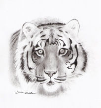 Tigre De Bengala by...