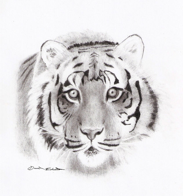 Tigre De Bengala by Deartist7