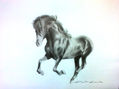 Black Horse by Deartist7