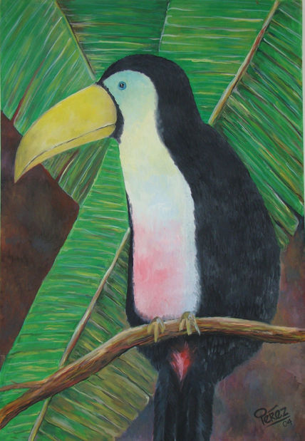 Tucan platanero