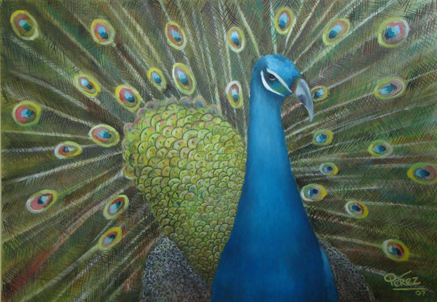 PAVO REAL Oil Canvas Animals