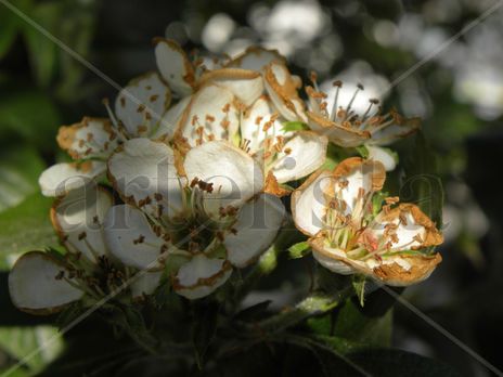 Macro naturaleza