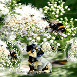 ANIMALES thumbnail 1