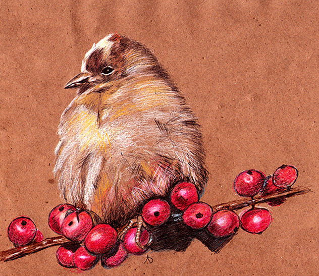 Female American Goldfinch