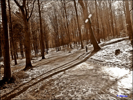 Bosque Nordico