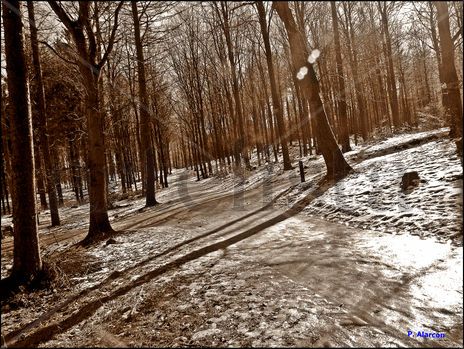 Bosque Nordico