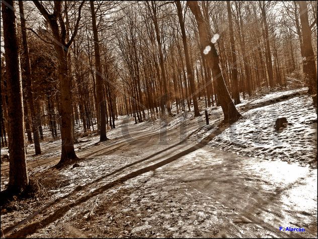 Bosque Nordico