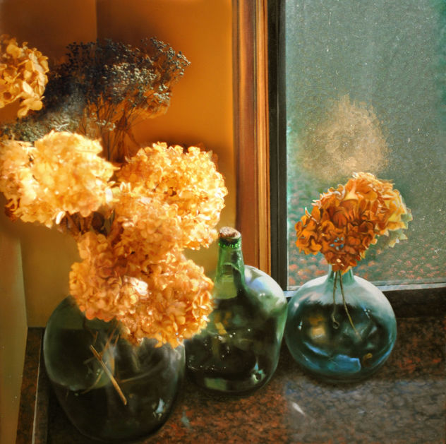 hortesias secas
