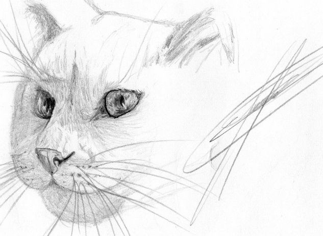 Cat Pencil