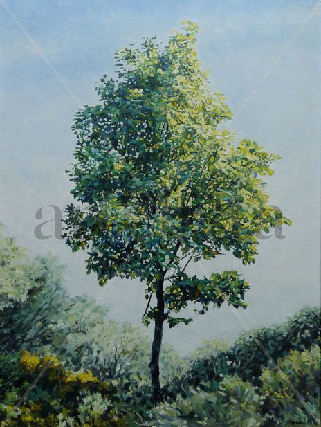 Roble Joven