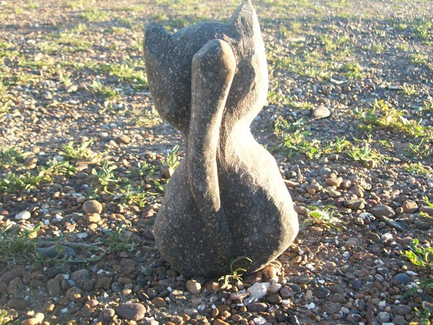 gato
