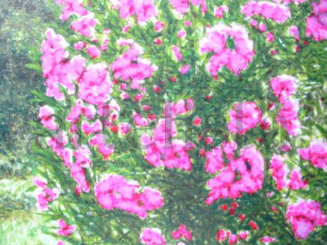 Sunshine on flowers