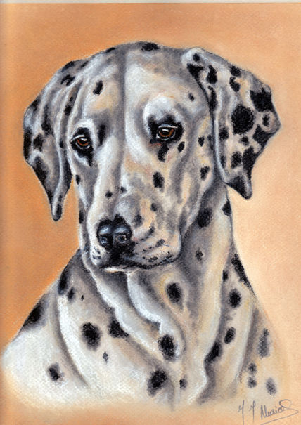 Dalmata
