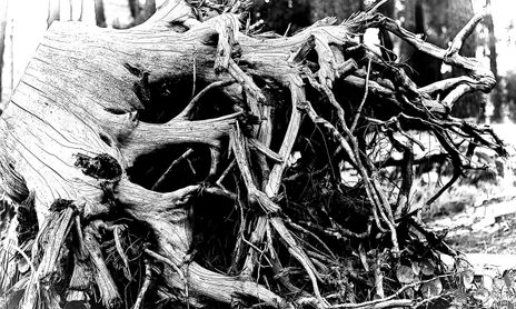 Arboles