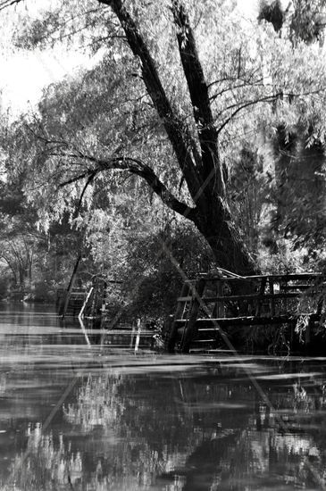 Ríos de Tigre Naturaleza Blanco y Negro (Digital)