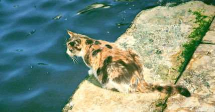El pescador