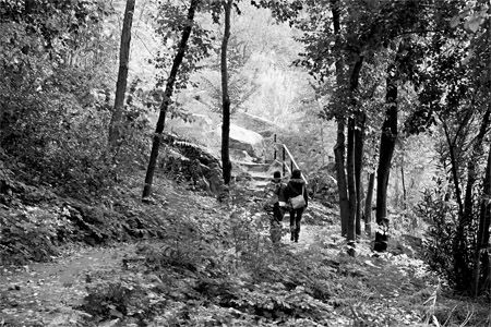 Camino de paseo Naturaleza Blanco y Negro (Digital)