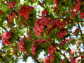 Primavera