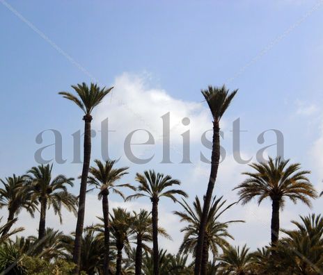 Las palmas