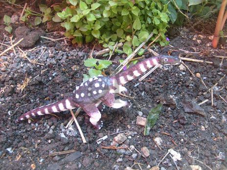 Saltasaurus