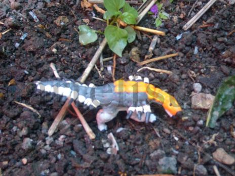 Silvisaurus