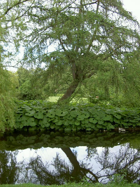 Explosion de naturaleza