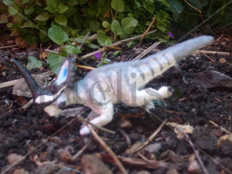 Monoclonius