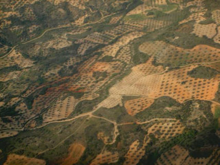 Olivos