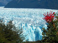 NOTRO EN EL GLACIAR