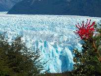 Notro en el glaciar