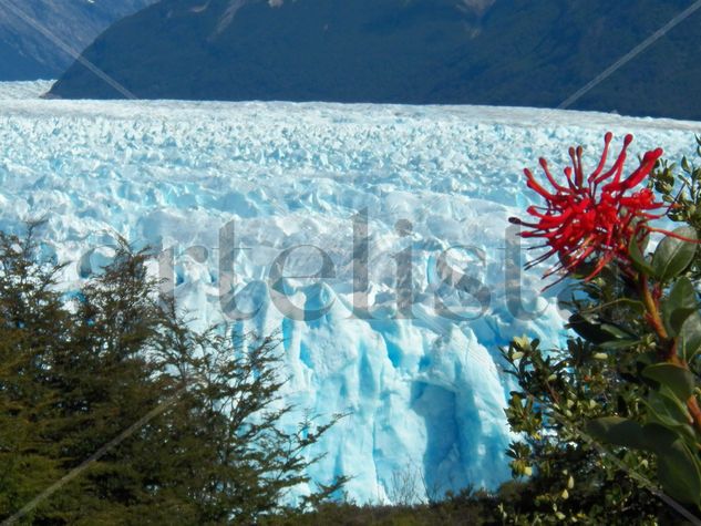 NOTRO EN EL GLACIAR Naturaleza Color (Digital)