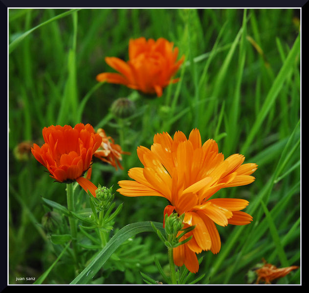 primavera