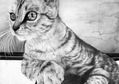 Gatita