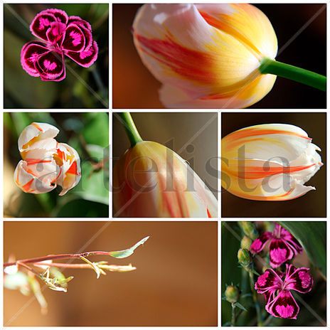 Les fleurs de monica