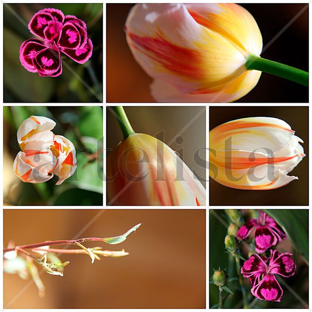 LES FLEURS DE MONICA