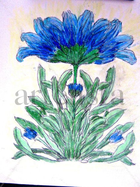 Bella Flor