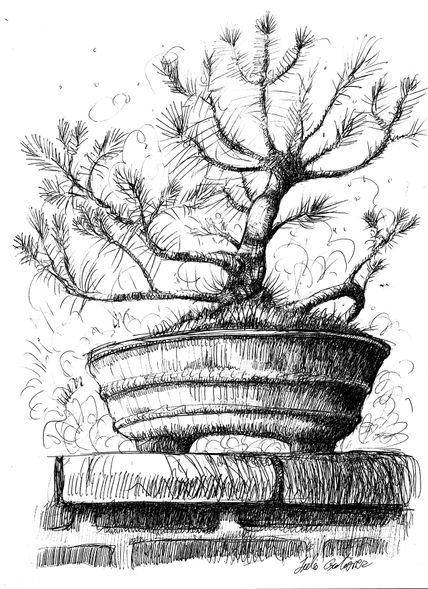 Bonsai 1