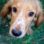 Animales thumbnail 1