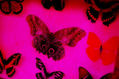 MARIPOSA PSICODELICA