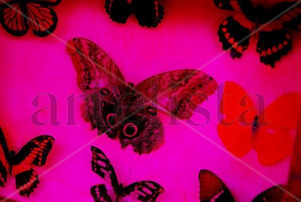 MARIPOSA PSICODELICA