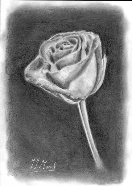 Rosa