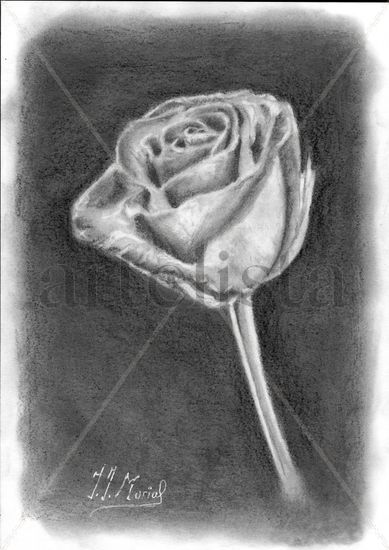 Rosa Graphite