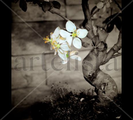 Malus en flor