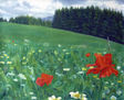 Coquelicot des Alpes (Amapolas, Poppies)