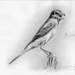 Animales thumbnail 2