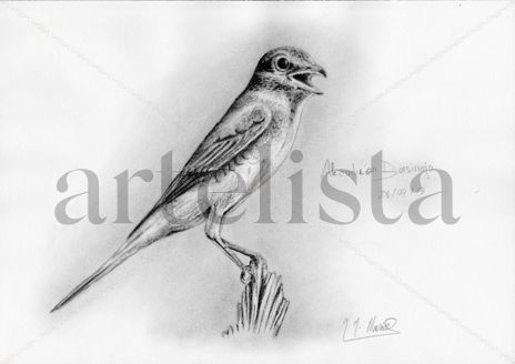 Alcaudon dorsirrojo