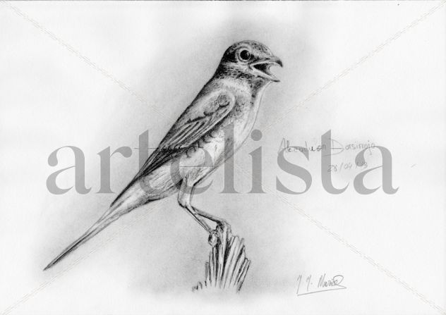 Alcaudon dorsirrojo