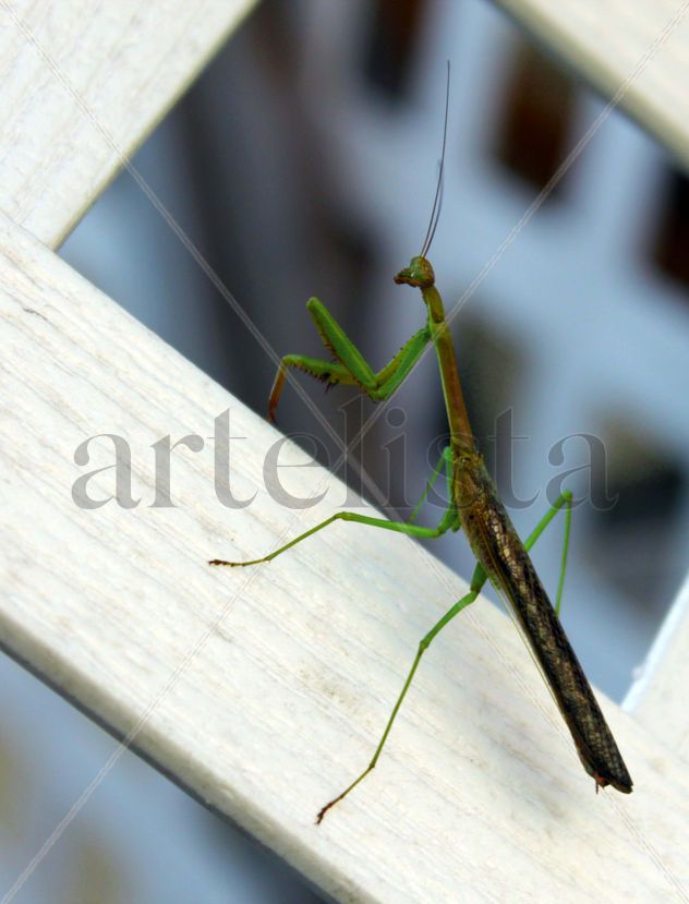 Mantis