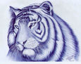 Tigre